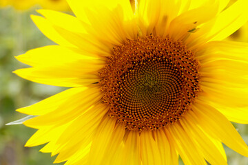 Obraz premium Girasol