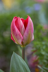 Close-up of a flower known as tulipa montisandrei.