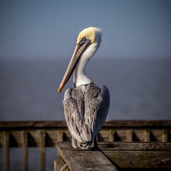 Pelican on the railing