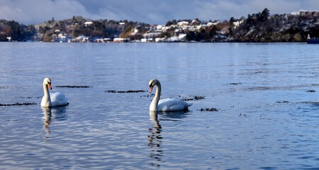 A couple whooper swans on a Norwegian fjord