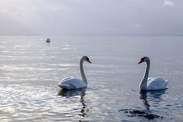 A couple whooper swans on a Norwegian fjord