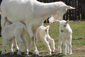 Fototapeta na wymiar A clutch of three white goats standing among the green grass on a warm spring day. The family of the mother and her two children are resting and spending time together. Mother hugs her children
