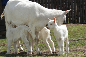 A clutch of three white goats standing among the green grass on a warm spring day.  The family of the mother and her two children are resting and spending time together.  Mother hugs her children