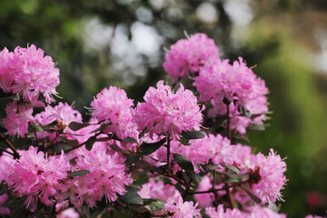 Lilac pink Californian Rhododendron in flower