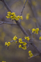 golden spring flowers on the tree.