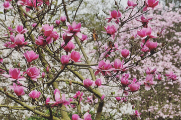 Deep pink 'Magnolia liliiflora' in flower