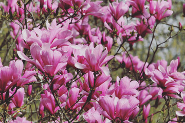 Deep pink 'Magnolia liliiflora' in flower