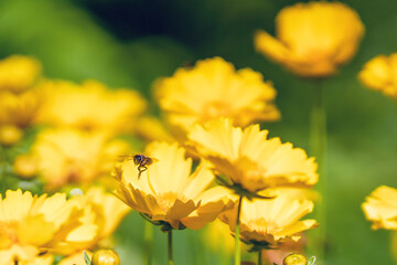 A bee pollinates the beautiful summer yellow flowers of Coreopsis lanceolata in the garden
