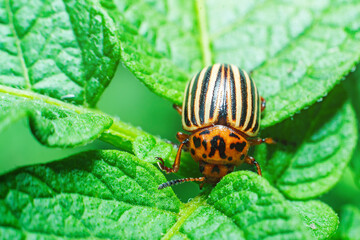 Crop pest, the Colorado potato beetle sits on the leaves of potatoes