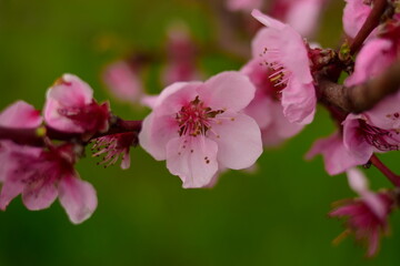 close up of a cherry flower