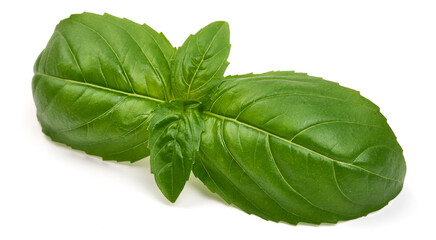 Fresh organic basil leaves, close-up, isolated on white background
