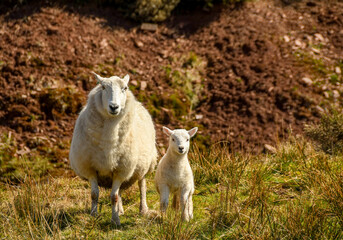 Obraz premium Lamb with its mother on a mountain farm. No people. Copy space.