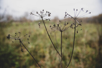 dried flowers on the autumn field