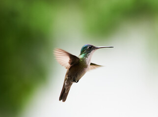 Fototapeta na wymiar Hummingbird mid flight