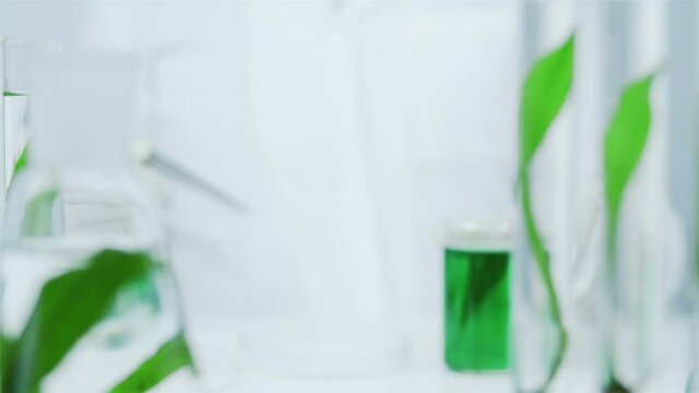 Laboratory flasks with algae. Laboratory assistant in medical glove examines the algae. Ectract of marine plants. Production of natural cosmetics from marine plants. Production of dietary supplements.