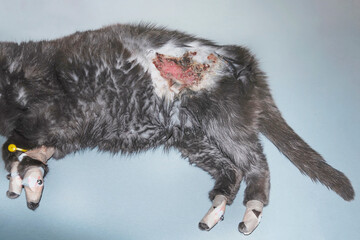 Large purulent-necrotic wound in a cat. The animal is prepared for surgery.