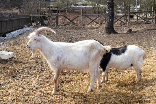 Domestic goats on the farm in spring. Agriculture image.
