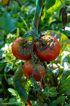 A group of damaged ripe tomatoes on a branch. A group of ripe tomatoes on the vine.