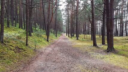 Wide hiking trail among tall pine trees in the first days of spring