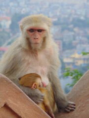 MONOS EN TEMPLO DE NEPAL