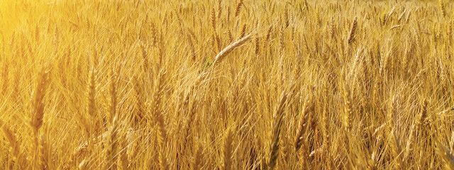 Field wheat grain cereal farm sunset sunshine sunrise farmland Landscape