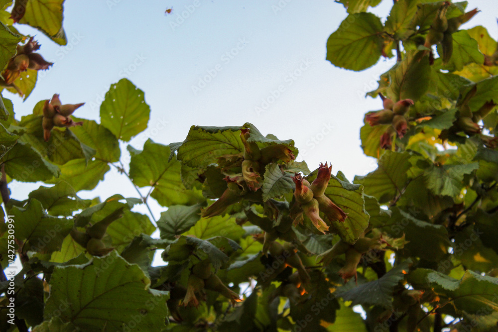 Wall mural Young hazelnuts grow on a branch. Green unripe hazelnuts on a branch. Fruit hazelnuts on a branch in an orchard.