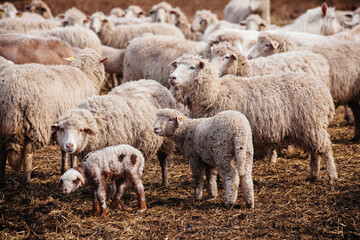 Flock of sheep in an open stall in the farm