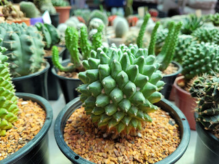 A small cactus in the shop