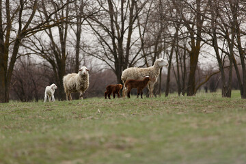 sheep and lambs graze in spring green meadow