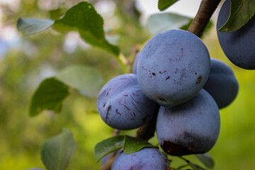 Large plums on a branch. Prunus domestica. Branch with lots of large plums. Plum fruits.
