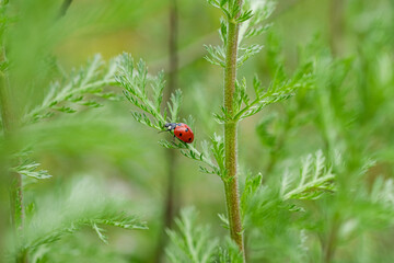 Red spring ladybug insect living on wild meadow ecosystem,animal wildlife nature