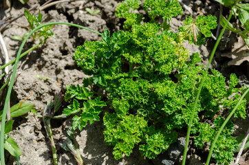 Herbe aromatique, Persil (Petroselinum crispum)
