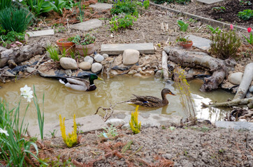 Couple de canards colvert dans une mare