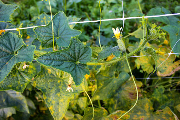 Small gherkins in a long line surrounded by leaves on a vertical grid. Organic cultivation of small gherkins on the vine. Growing gherkins. Baby cucumber.