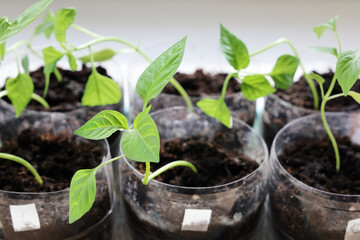 Seedling of Bulgarian pepper in cups from the secondary use of plastic bottles, in selective focus