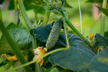 Growing a small gherkin on the vine. Growing gherkins. Small pickle. Baby cucumber.