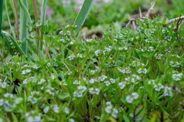 Bl&uuml;te, N&uuml;sslisalat, Gew&ouml;hnliche Feldsalat (Valerianella locusta)