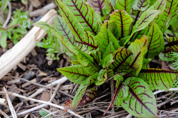 Blutampfer (Rumex sanguineus)