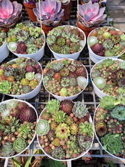 A small cactus in the shop
