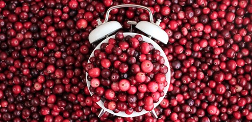 White alarm clock with ripe fresh cranberries as natural, healthy food, berries, time for vitamins background. Selective focus. Banner.	