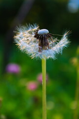 Blown dandelion on the grass of the meadow.