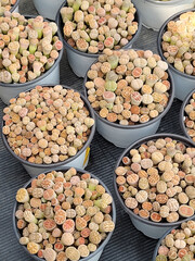 A small cactus in the shop