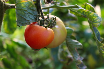 Tomatoes on a vine with a leaf in a greenhouse.