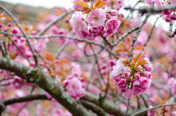 Prunus 'Accolade', cerisier à fleurs du Japon