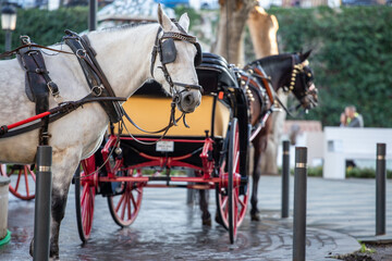 Free carriages are waiting for tourists. Horses carriage. Horse-drawn cart. Palm trees. Green fence. Spain Andalusia