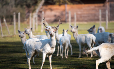 White deer in a nature park. A herd of white deer.