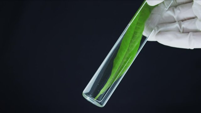 Laboratory test tube with live algae. Hand in medical glove holds test tube with sea plants on black background. Production of natural cosmetics. Production of dietary supplemen. Sprout in test tube.