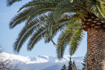 Fototapeta na wymiar Palm tree leaves and snow. Palm tree on the background of snowy mountains. Spain Andalusia