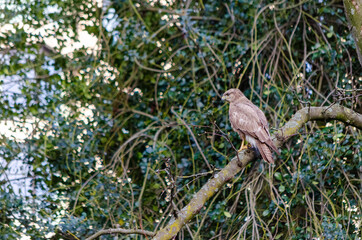 Rupornis magnirostris, Basel, Schweiz