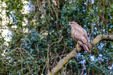Rupornis magnirostris, Basel, Schweiz